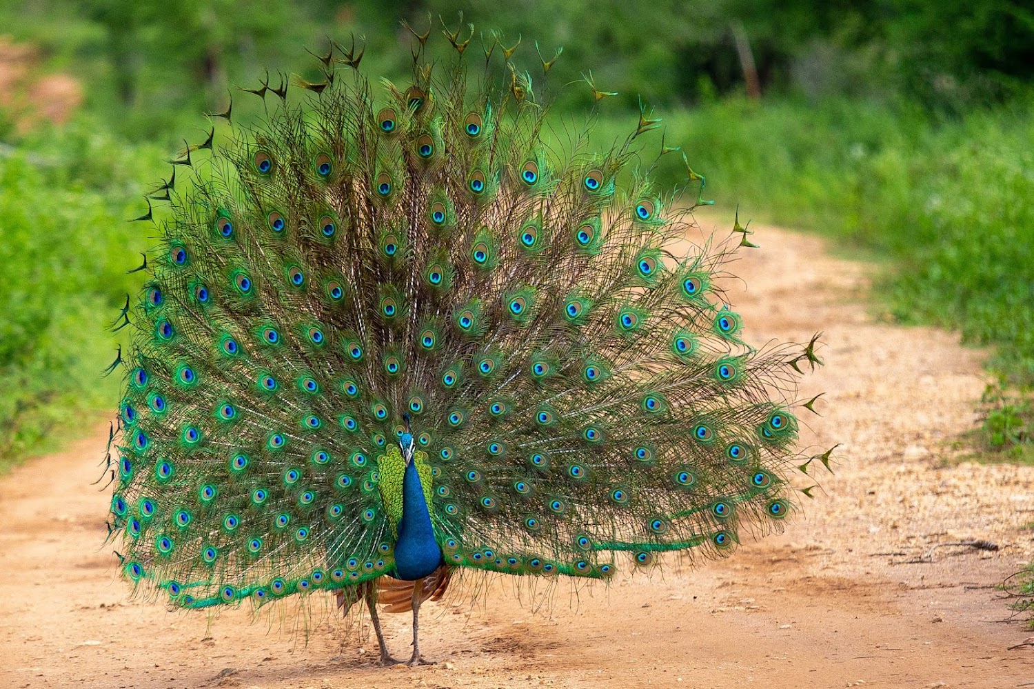 The Ultimate Sri Lanka Romantic Escape: Heritage, Wildlife & Highland Elegance 1