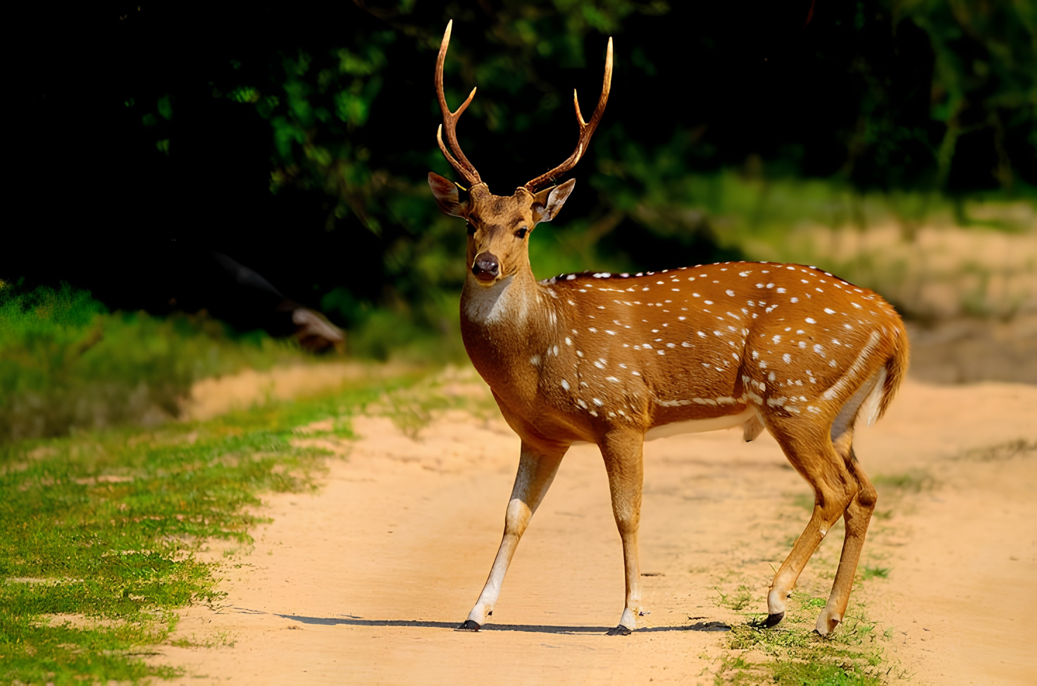 Grand Sri Lanka Heritage Expedition: Ancient Kingdoms, Sacred Relics & Exotic Wilderness 1