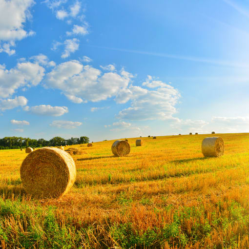 Yellow hay bales in a field under a blue sky.