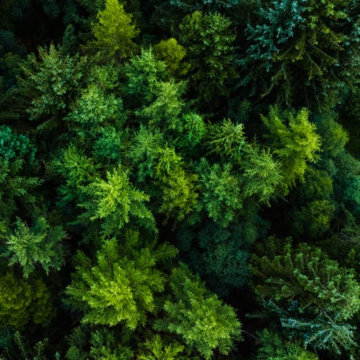 aerial view of coniferous forest