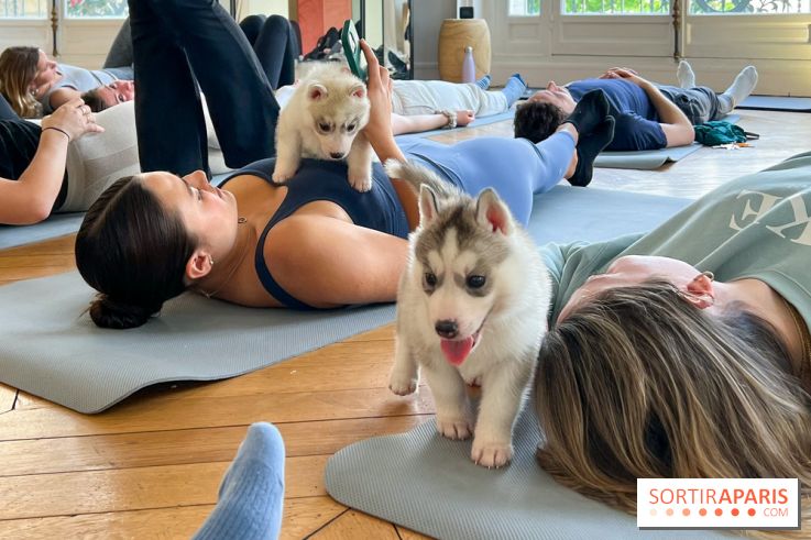 Probiere Welpen-Yoga in Zürich