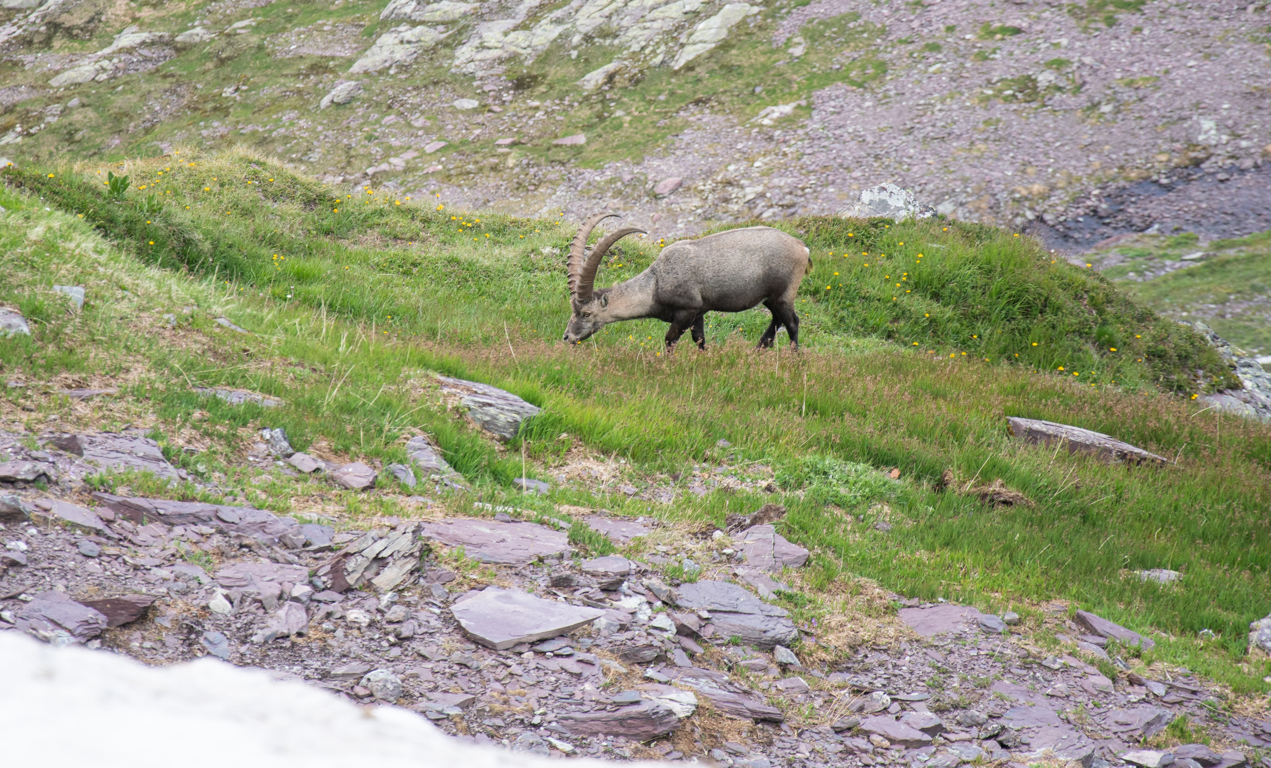 Steinböcke hautnah erleben auf dem Pilatus