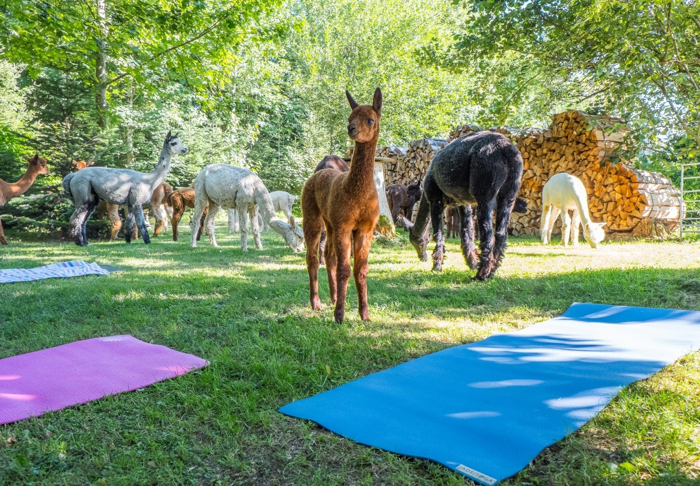 Yoga mit Alpakas in Bergdietikon