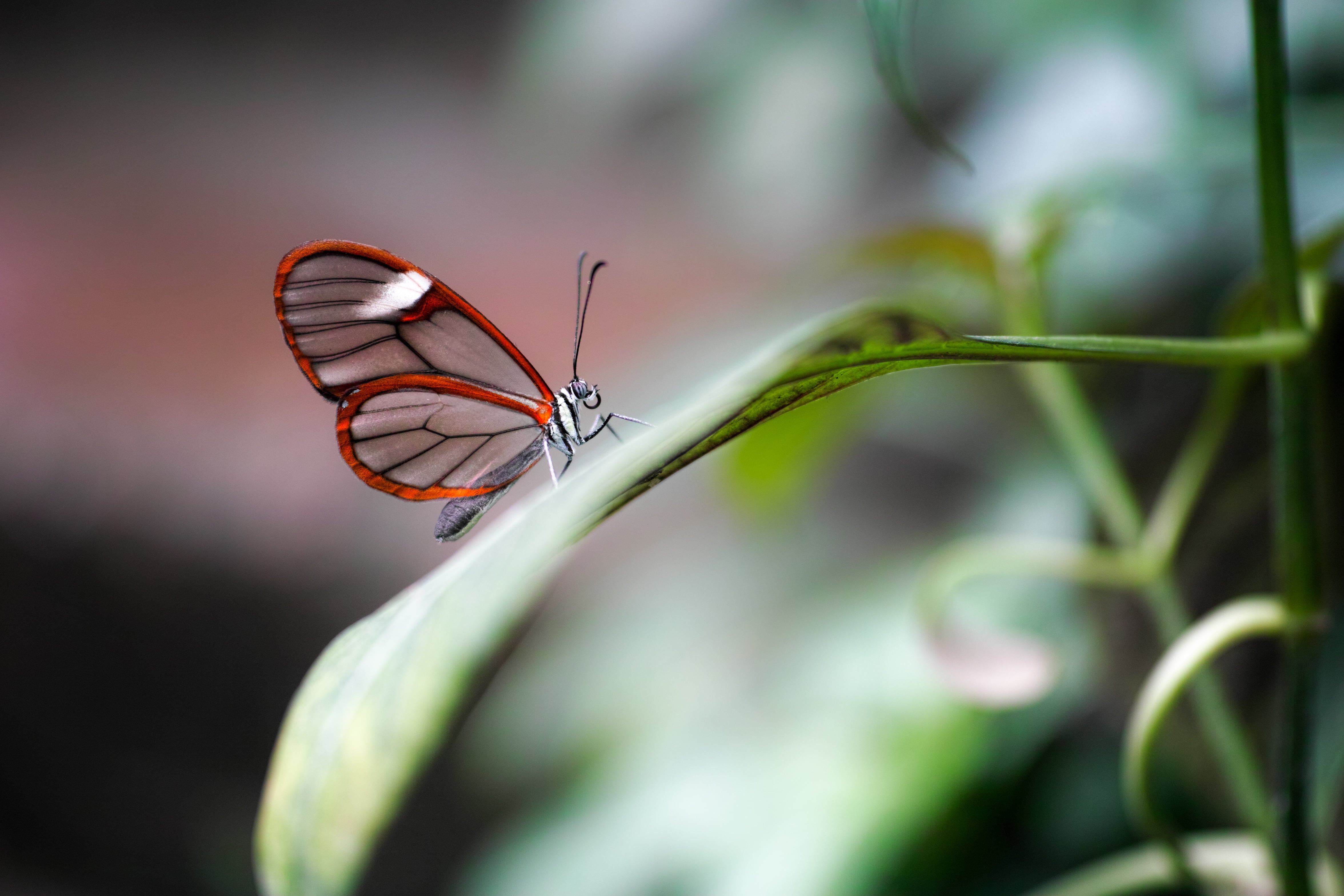 Entdecke die Welt der Schmetterlinge und des Dschungels im Papiliorama