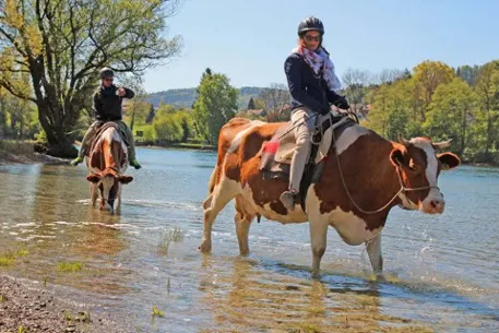 Kuh Reiten