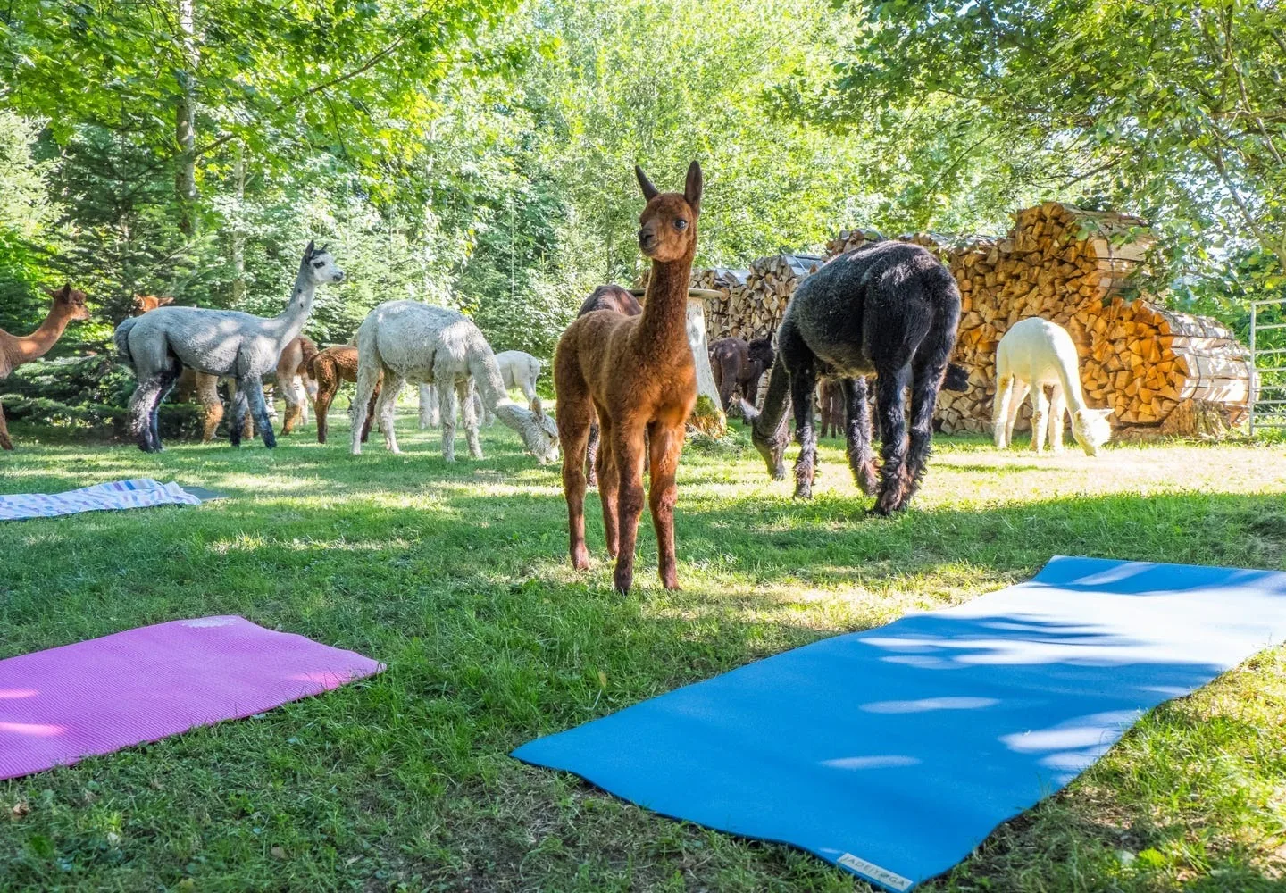 Alpaka Yoga