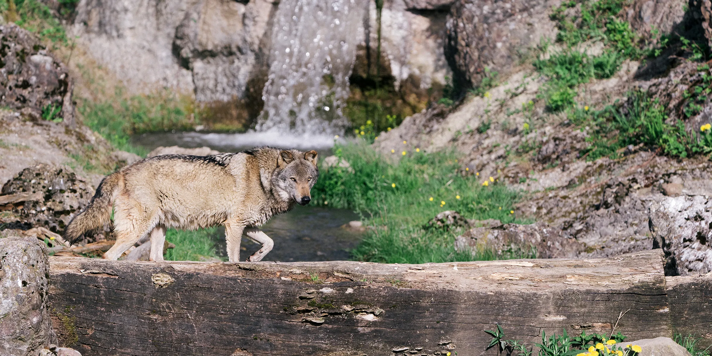 Tierpark Goldau