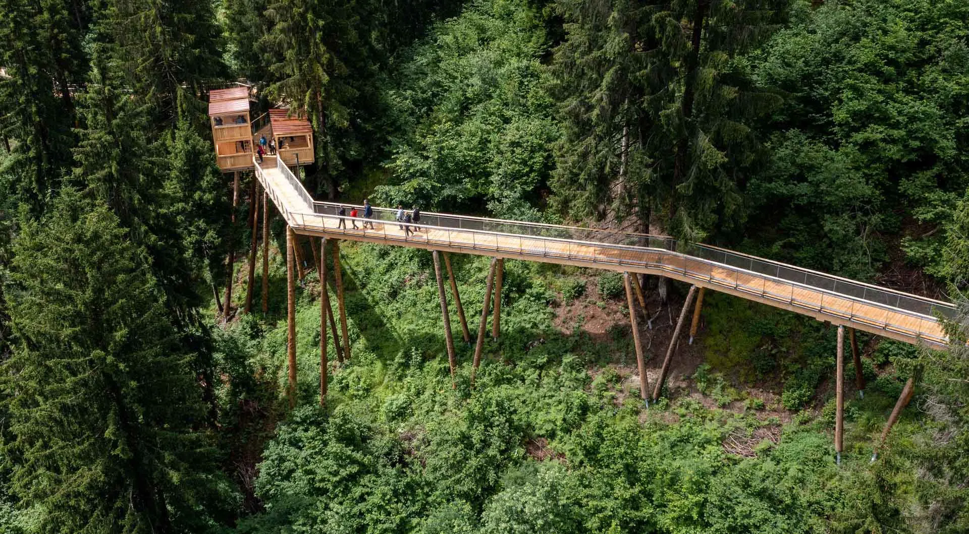 Baumwimpfelpad Laax