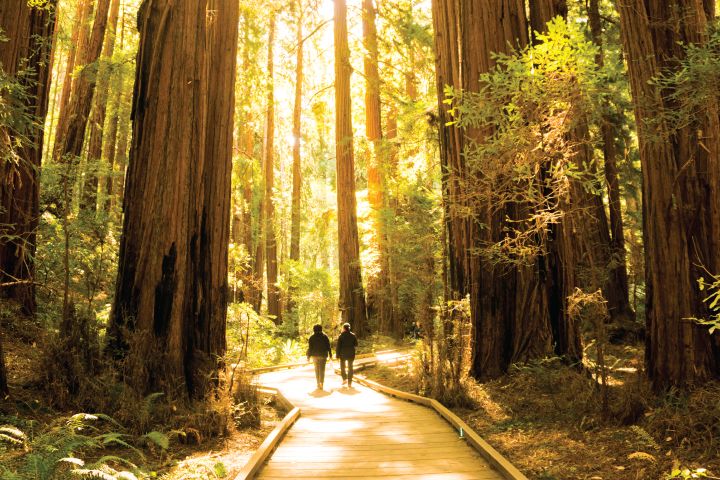 Bus Tours To Muir Woods From San Francisco Bus Tours To Muir Woods From San Francisco