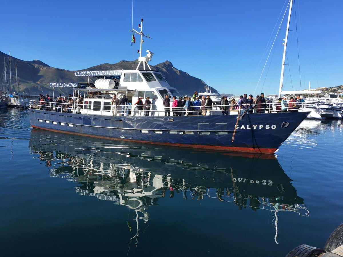 hout bay seal island cruise cape town