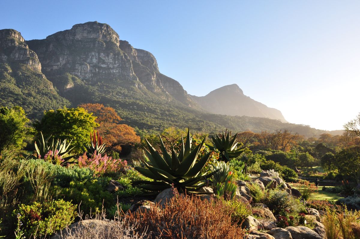 Stop 20: Kirstenbosch Garden | City Sightseeing