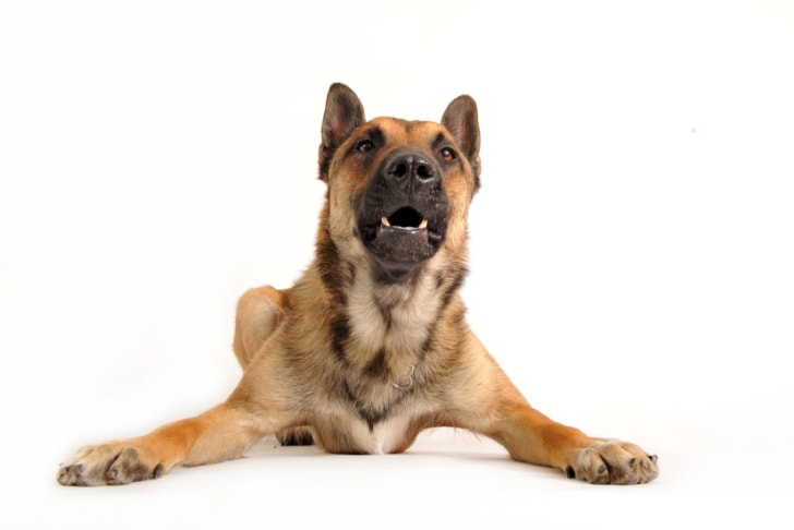 iStock_000012448869_Small.jpg