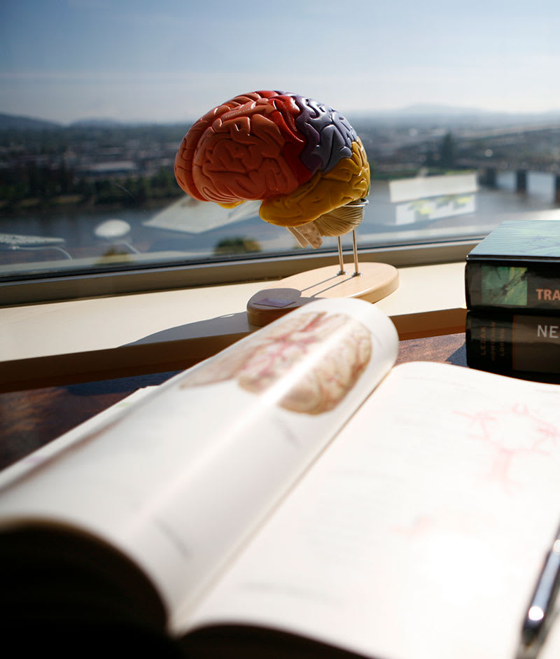 Brain model with book
