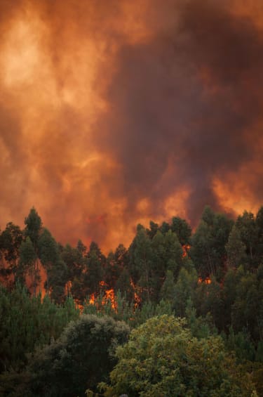 Preparing for Wildfire Season