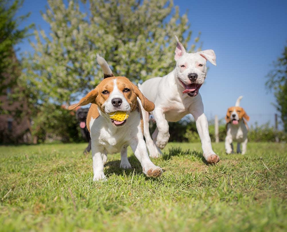 Join CLG on Saturday for Doggie & Me: Family Fun for a Great Cause