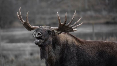 The Wildlife