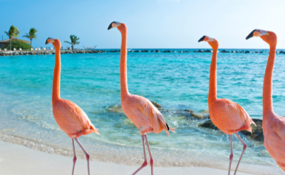 Aruba
