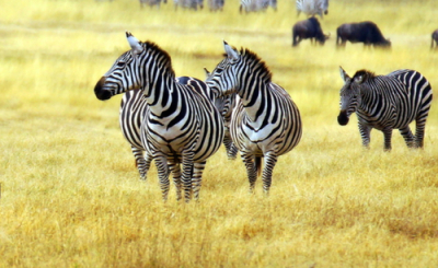 Tanzania Clásica - Serena Lodge