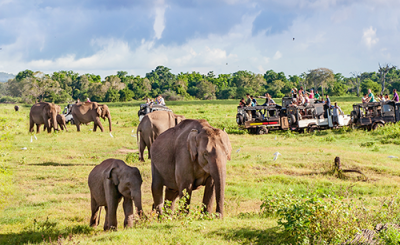 Safari por Tanzania (Simba & Manyara Serena)
