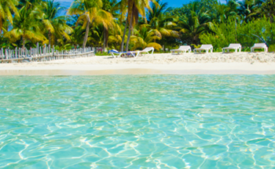 Grand Oasis Palm ideal