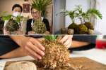 The Art of Kokedama