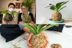 Kokedama Creation