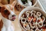 Handcrafted Ceramic Pet Bowls