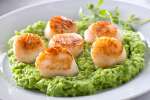 roasted scallops on pea puree | Classpop Shot