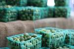 mini cucumbers at a farmers' market | Classpop Shot