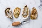 oysters | Classpop Shot