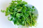 fresh cilantro | Classpop Shot