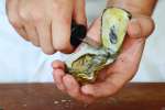 chef shucking oysters | Classpop Shot