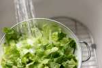 washing romaine lettuce | Classpop Shot