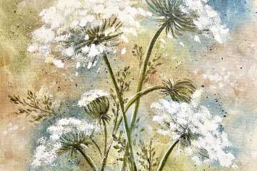 White Lace Summer - Hackettstown