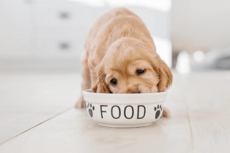 Make Your Own Pet Bowl