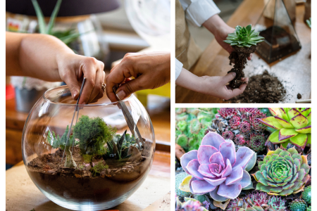 Terrarium for Your Valentine - Couple Experience