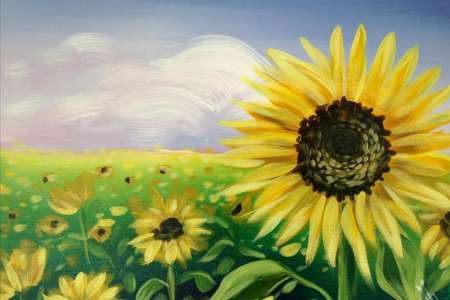 Sunflower Meadow