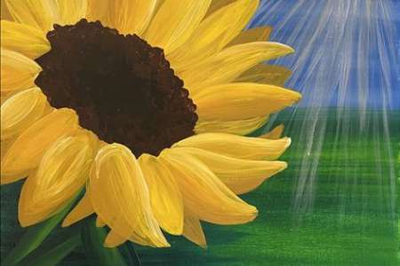 Sunflower in the Sunshine