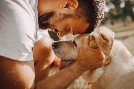 Photograph Dogs on the Street