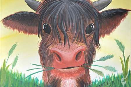 Curious Highland Cow