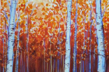 Birch Grove at Sunset