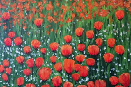 Pop of Color in the Poppy Meadow