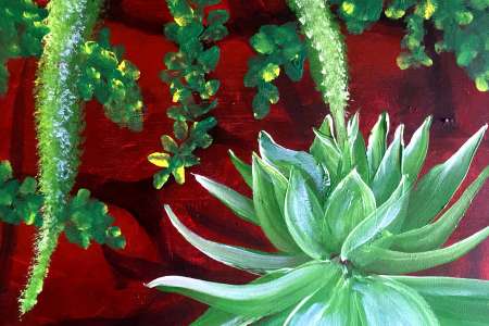 Decorative Succulents