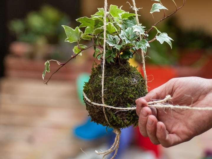 Bay Area - Kokedama (2) Shot