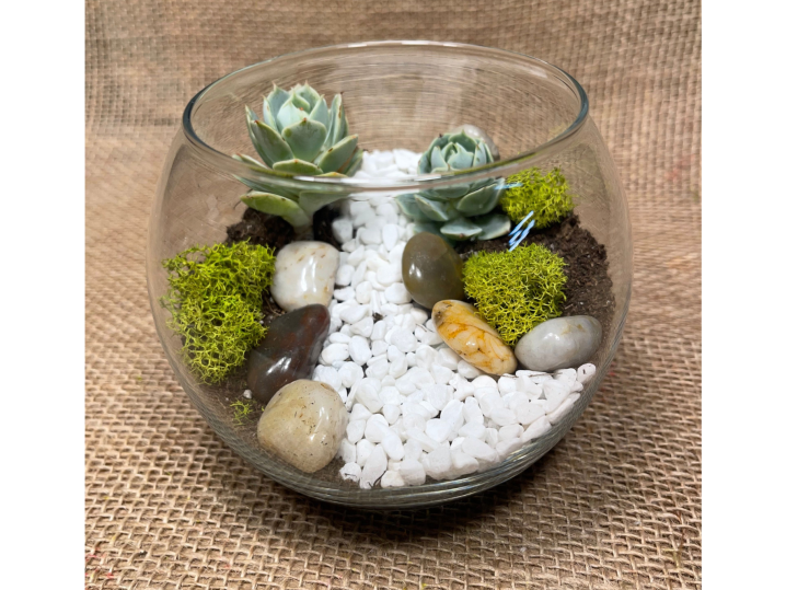 Bay Area - classic terrarium (2) Shot