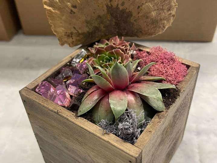 Bay Area - Mini Succulent Garden Shot