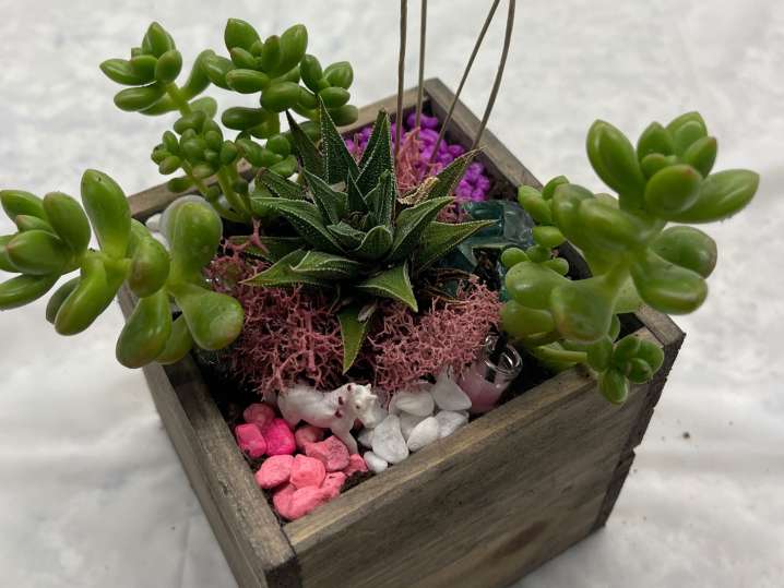 Bay Area - Mini Succulent Garden (3) Shot