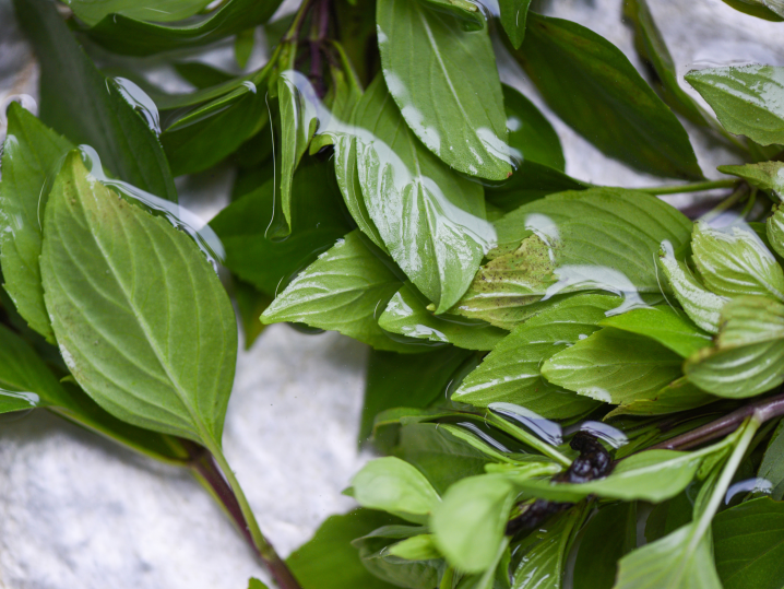 Sacramento - Thai basil leaves Shot