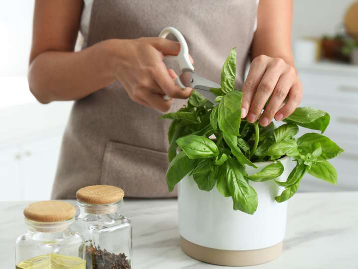 Cutting basil Shot