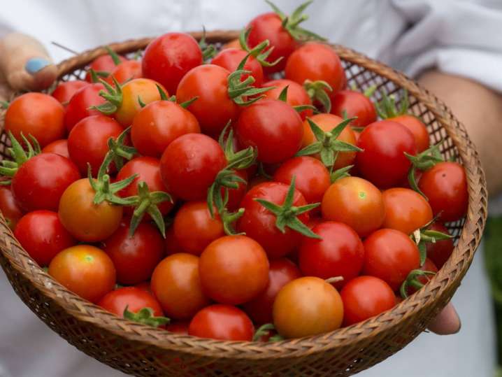 Boston - Basket of fresh cherry tomatoes held by a person in a white chef’s uniform Shot